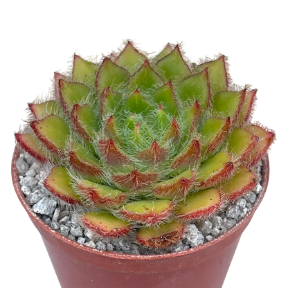 Echeveria 'Eva'