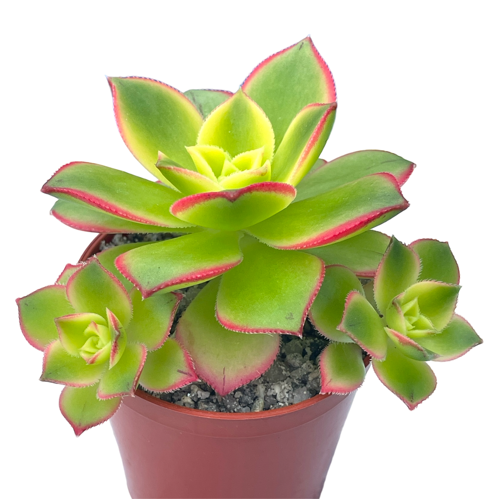 Aeonium 'Kiwi'