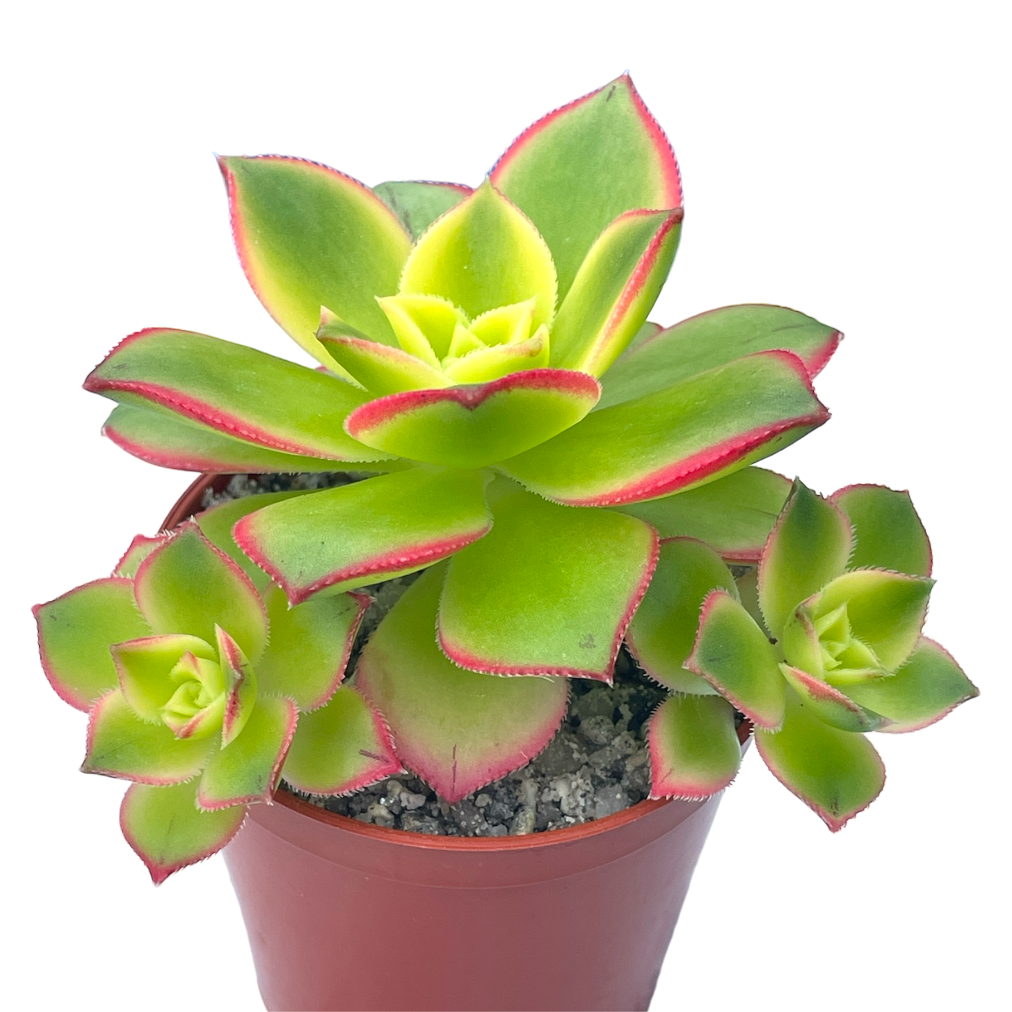Aeonium 'Kiwi'