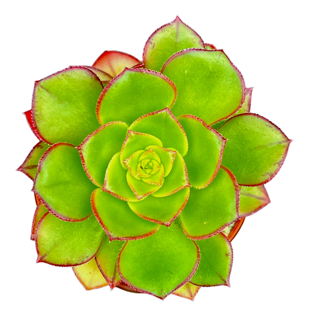 Aeonium 'Red Edge'