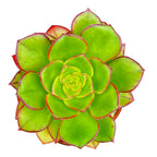 Aeonium 'Red Edge'