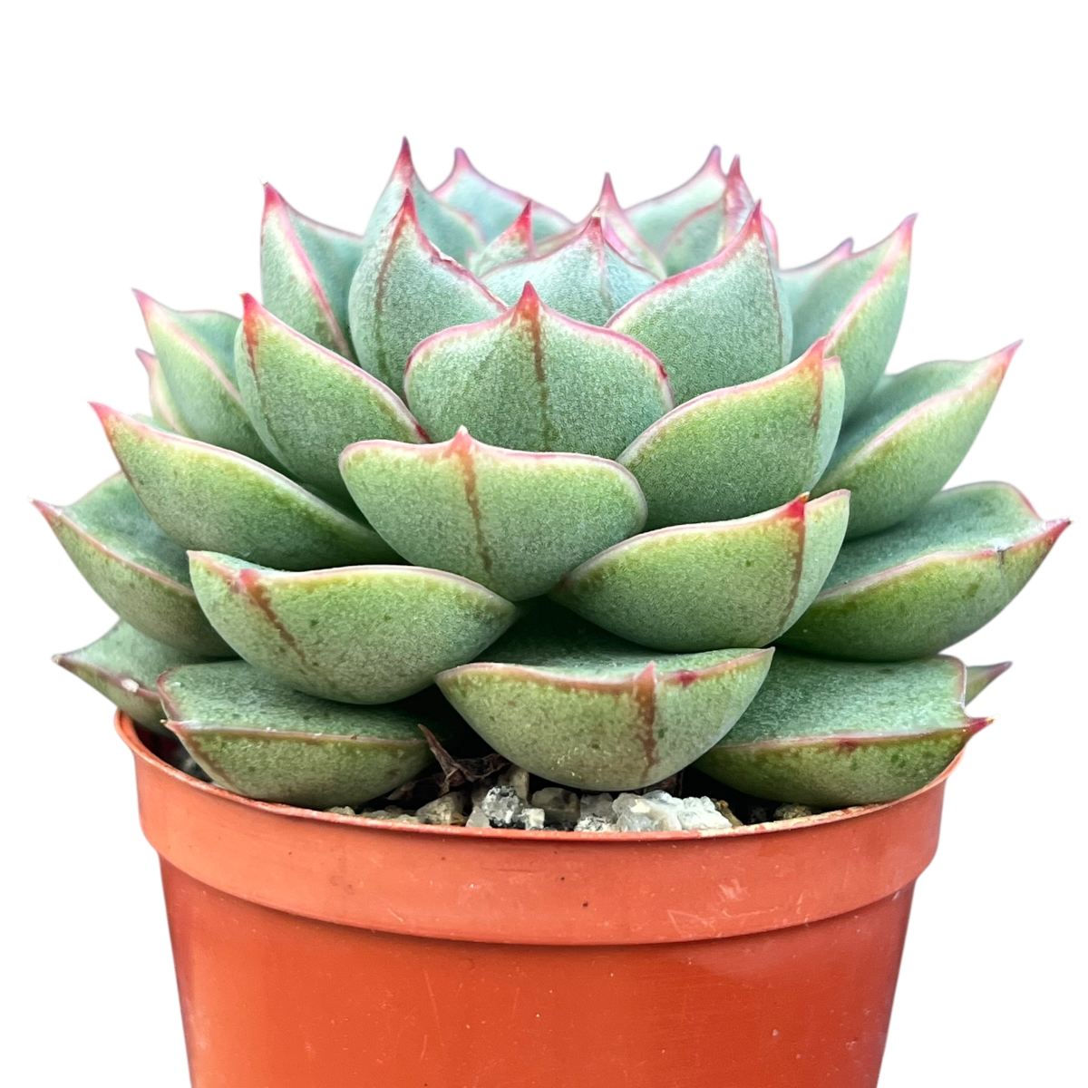 エケベリア 'ファビオラ' – Surreal Succulents