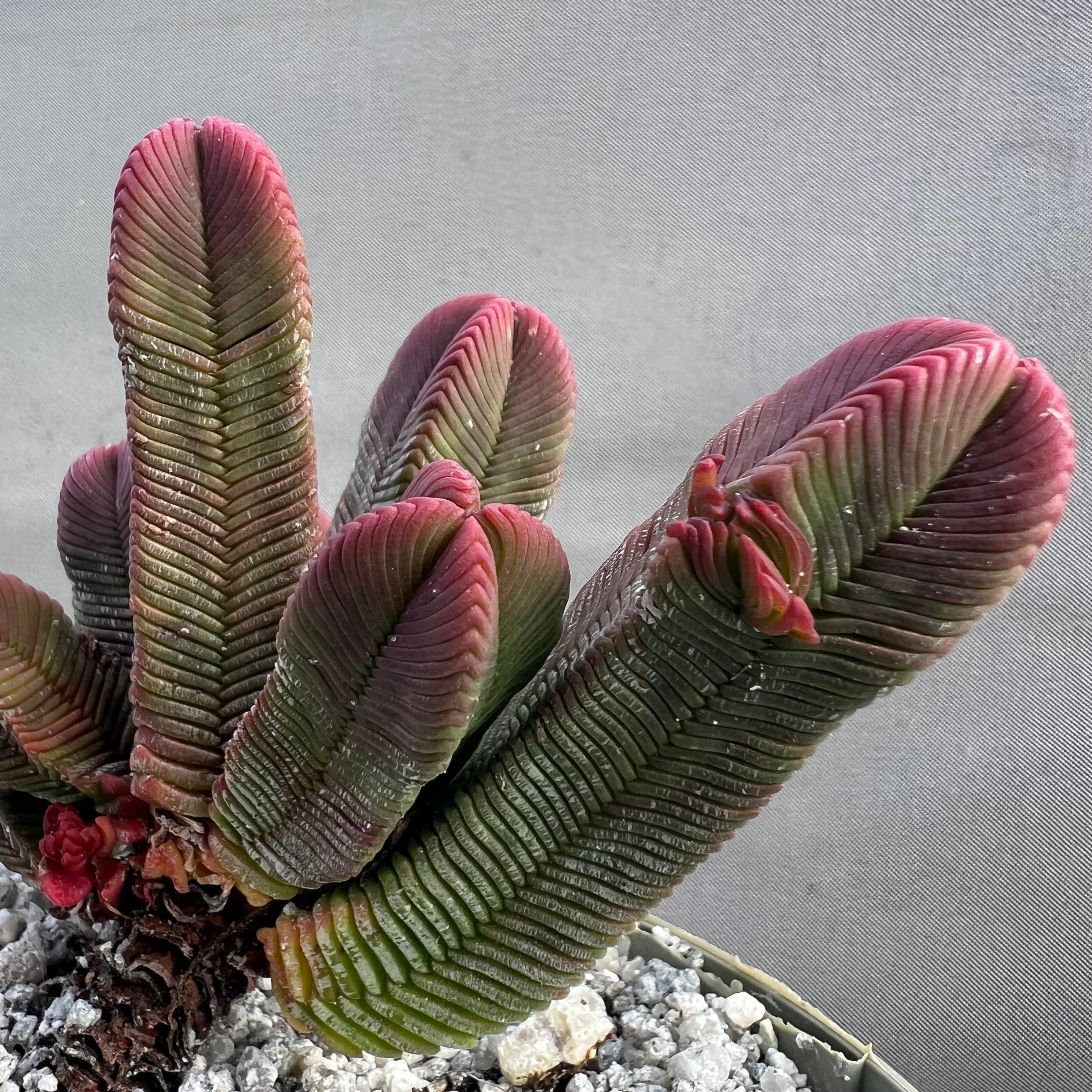 pyramidalis succulent Crassula pyramidalis – Surreal Succulents
