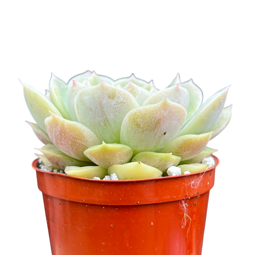 Echeveria 'Onslow'