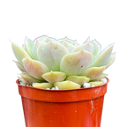 Echeveria 'Onslow'