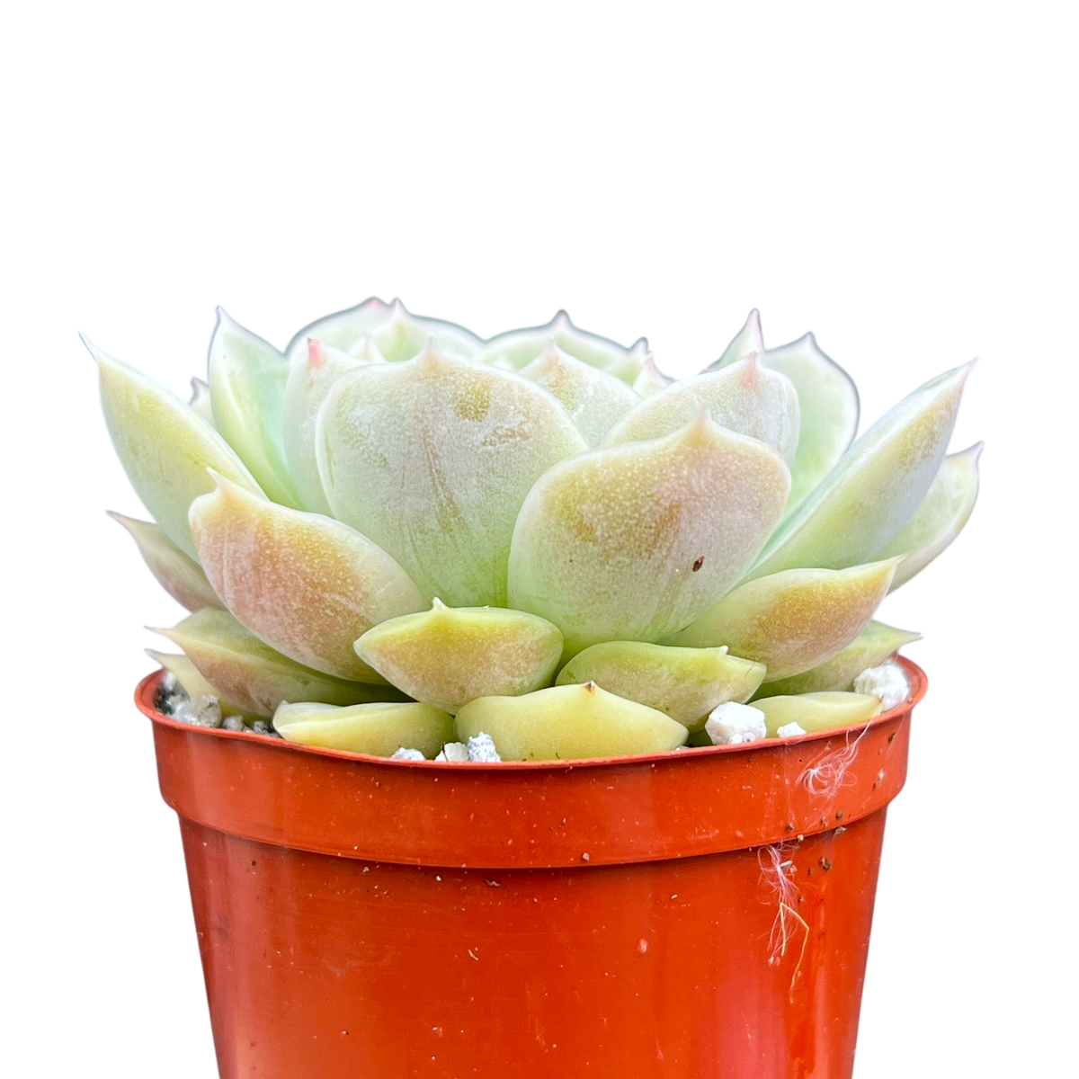 Echeveria 'Onslow'