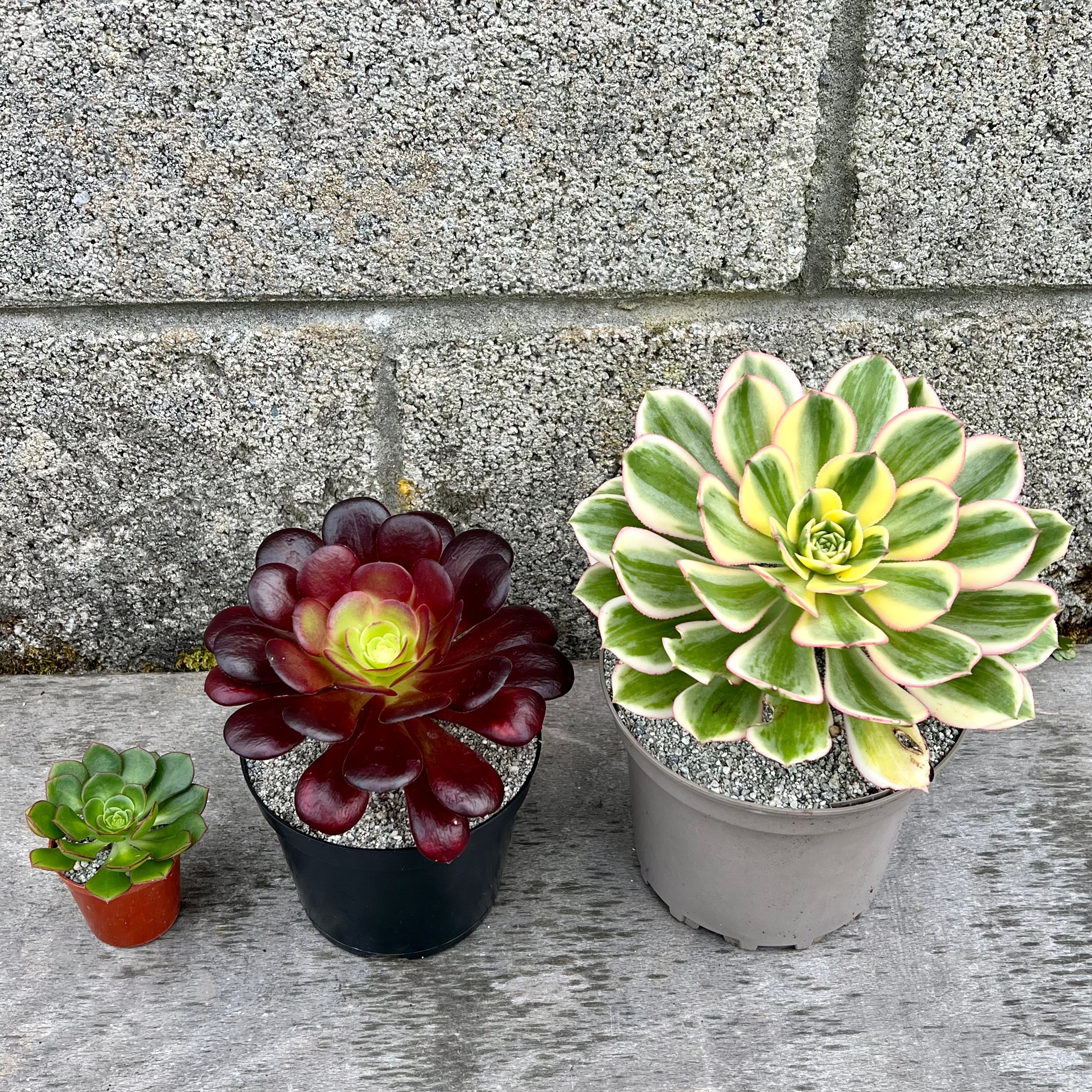アエオニウムお楽しみセット – Surreal Succulents
