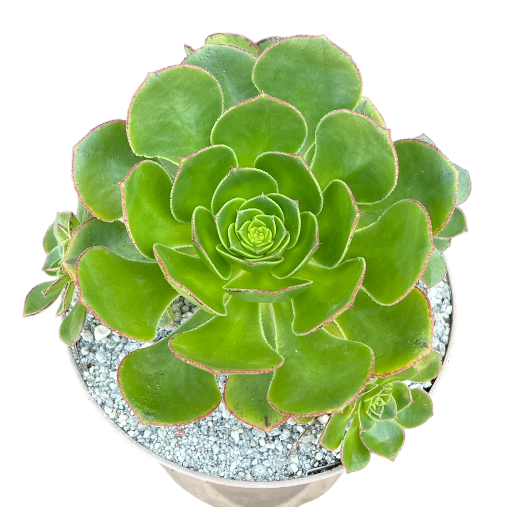 Aeonium 'Red Edge'