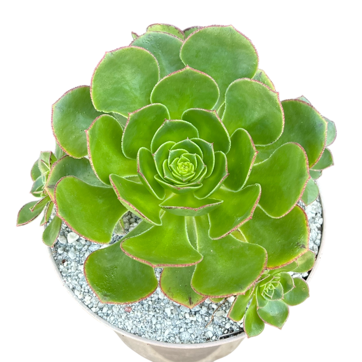 Aeonium 'Red Edge'