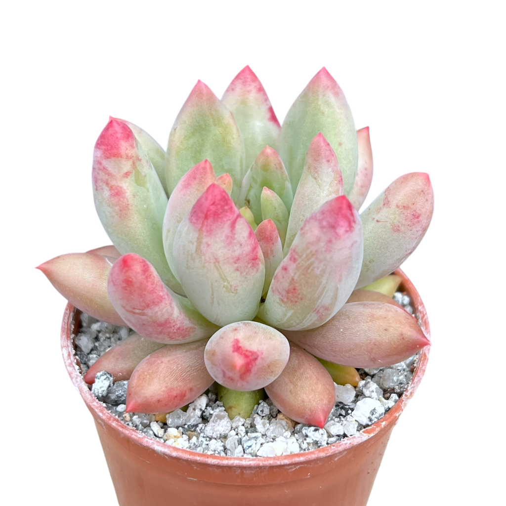 x パキベリア 'エンジェルズフィンガー' – Surreal Succulents x パキベリア 'エンジェルズフィンガー' – Surreal Succulents