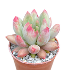 x Pachyveria 'Angel's Finger'
