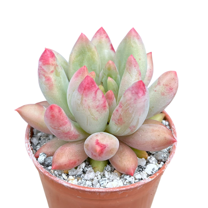 x Pachyveria 'Angel's Finger'