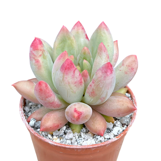 x Pachyveria 'Angel's Finger'