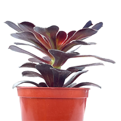 Aeonium 'Cashmere Black'
