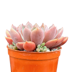 Graptopetalum rusbyi