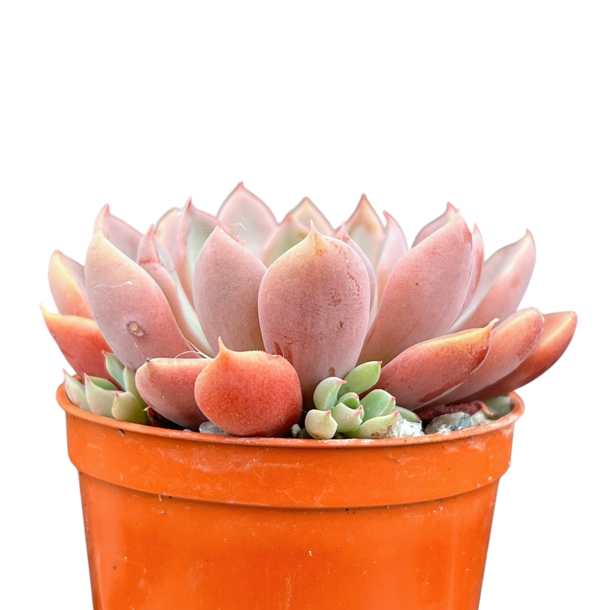 Graptopetalum rusbyi