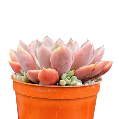 Graptopetalum rusbyi