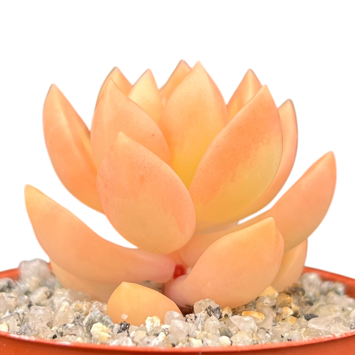 succulent orange Sedum adolphii – Surreal Succulents