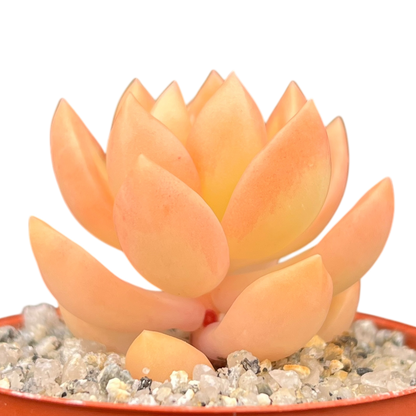 Sedum adolphii