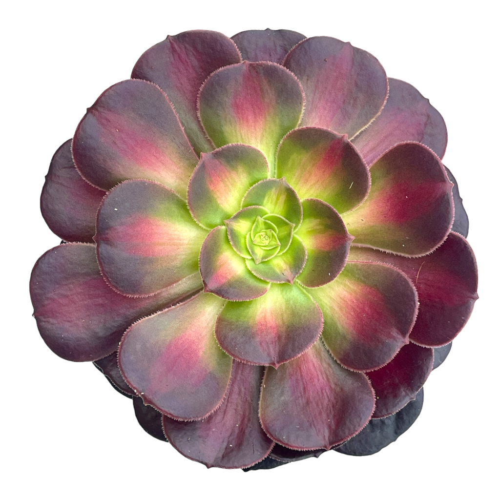 Aeonium 'Kilimanjaro'