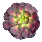 Aeonium 'Kilimanjaro'