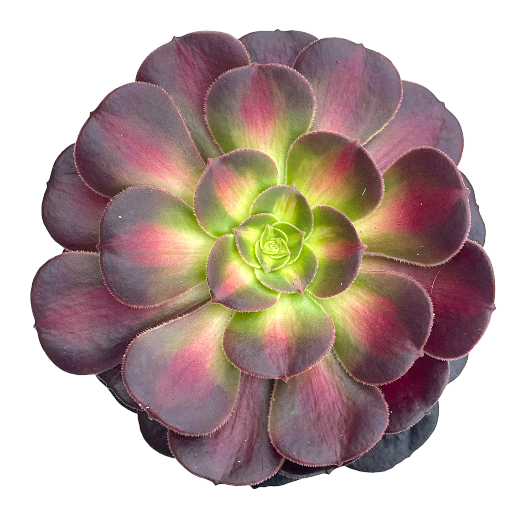 Aeonium 'Kilimanjaro'