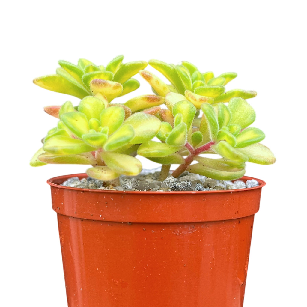 Aichryson bethencourtianum f. variegatum