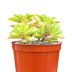 Aichryson bethencourtianum f. variegatum