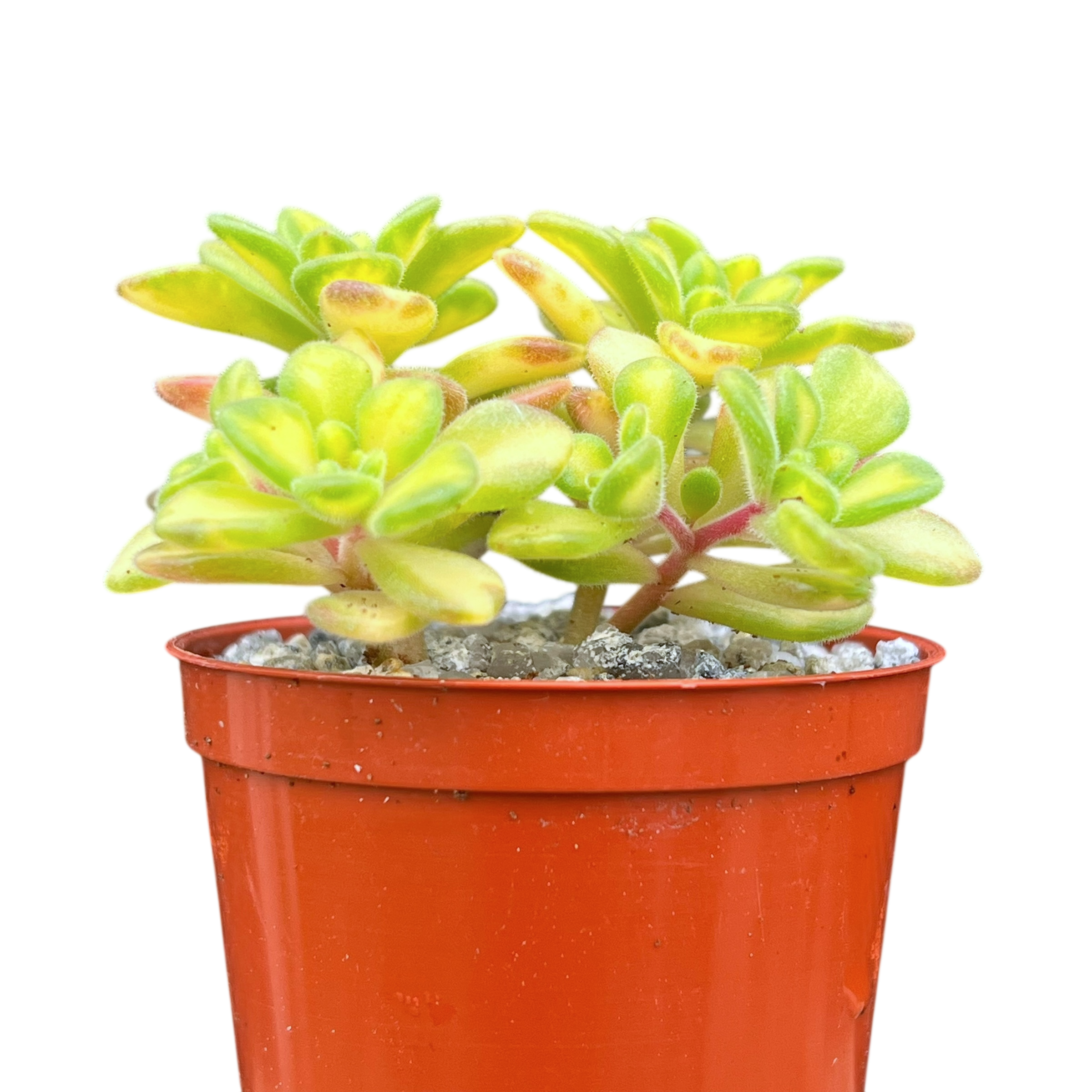 Aichryson bethencourtianum f. variegatum