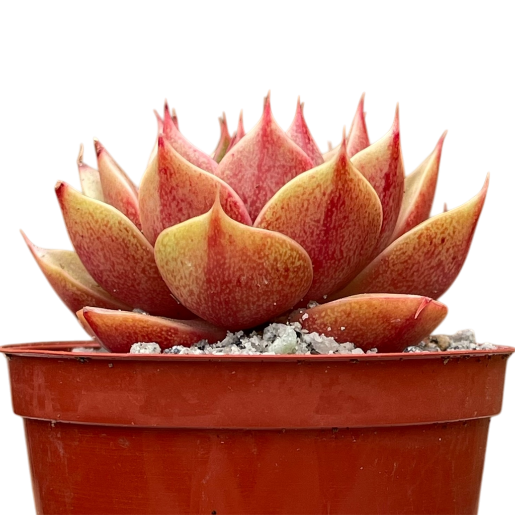 Echeveria 'Parva'
