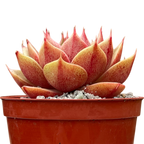 Echeveria 'Parva'