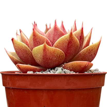 Echeveria 'Parva'