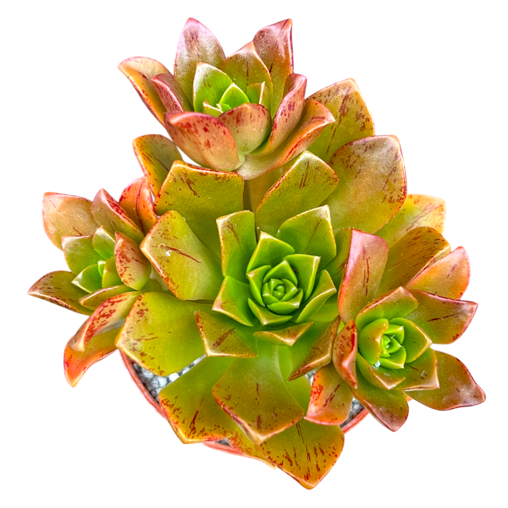 Aeonium 'Bronze Medal'