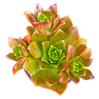 Aeonium 'Bronze Medal'