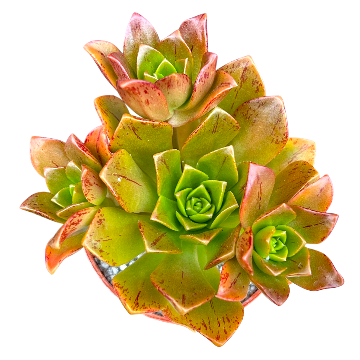 Aeonium 'Bronze Medal'
