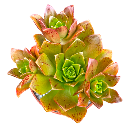 Aeonium 'Bronze Medal'
