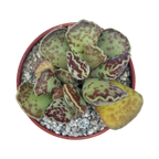 Adromischus cooperi | Plover Eggs Plant