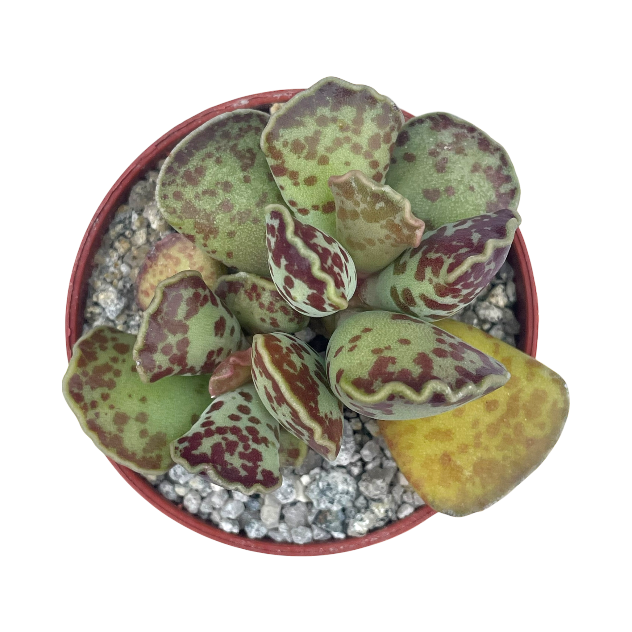 Adromischus cooperi | Plover Eggs Plant