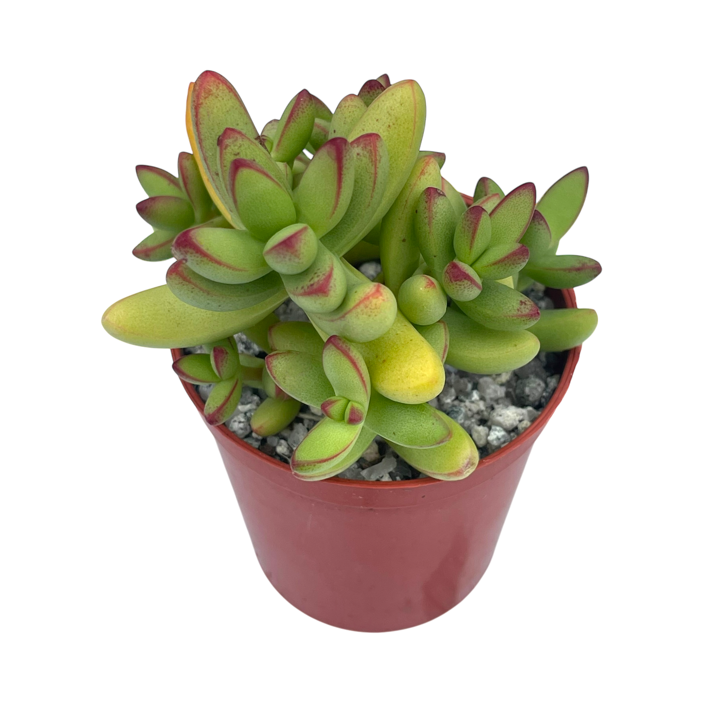 Crassula nudicaulis var. herrei