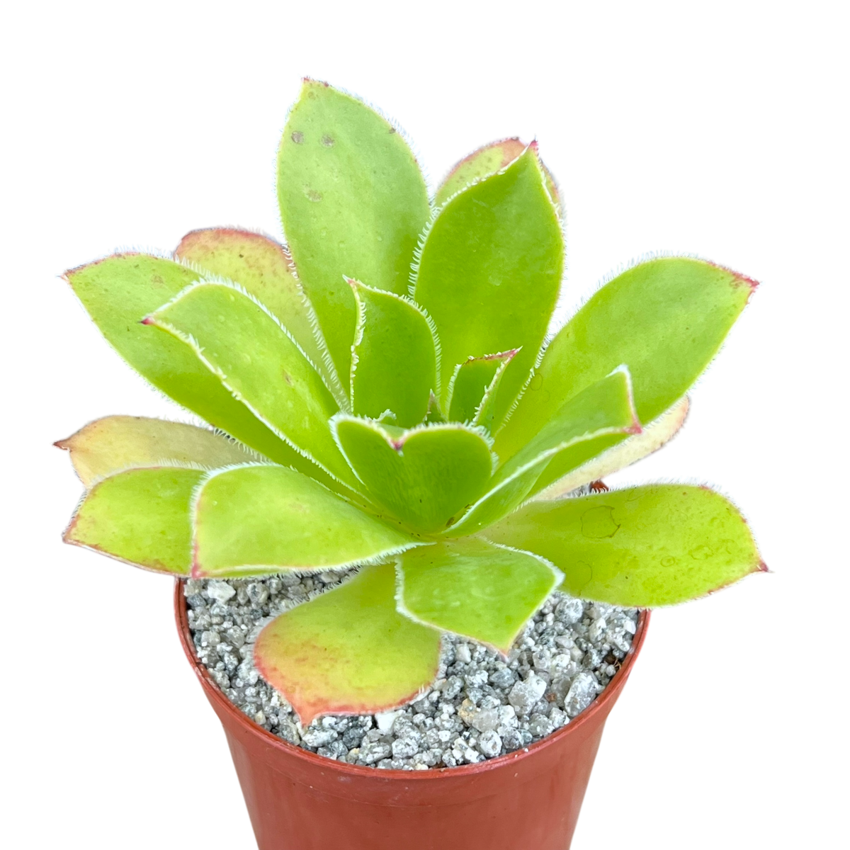 Aeonium 'Maximus'