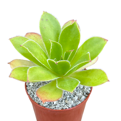 Aeonium 'Maximus'