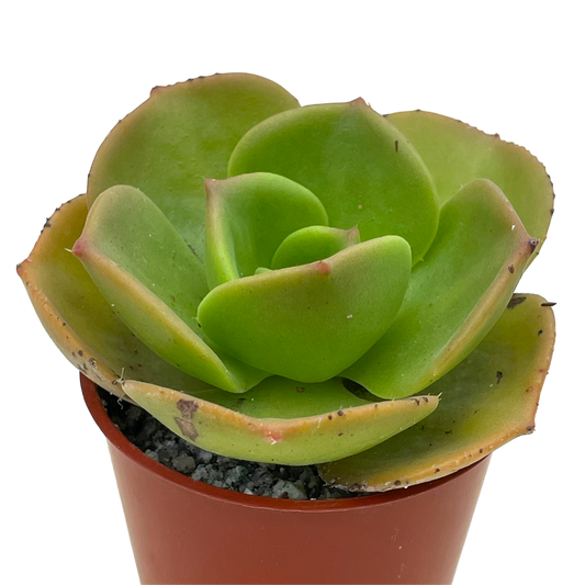 Aeonium nobile
