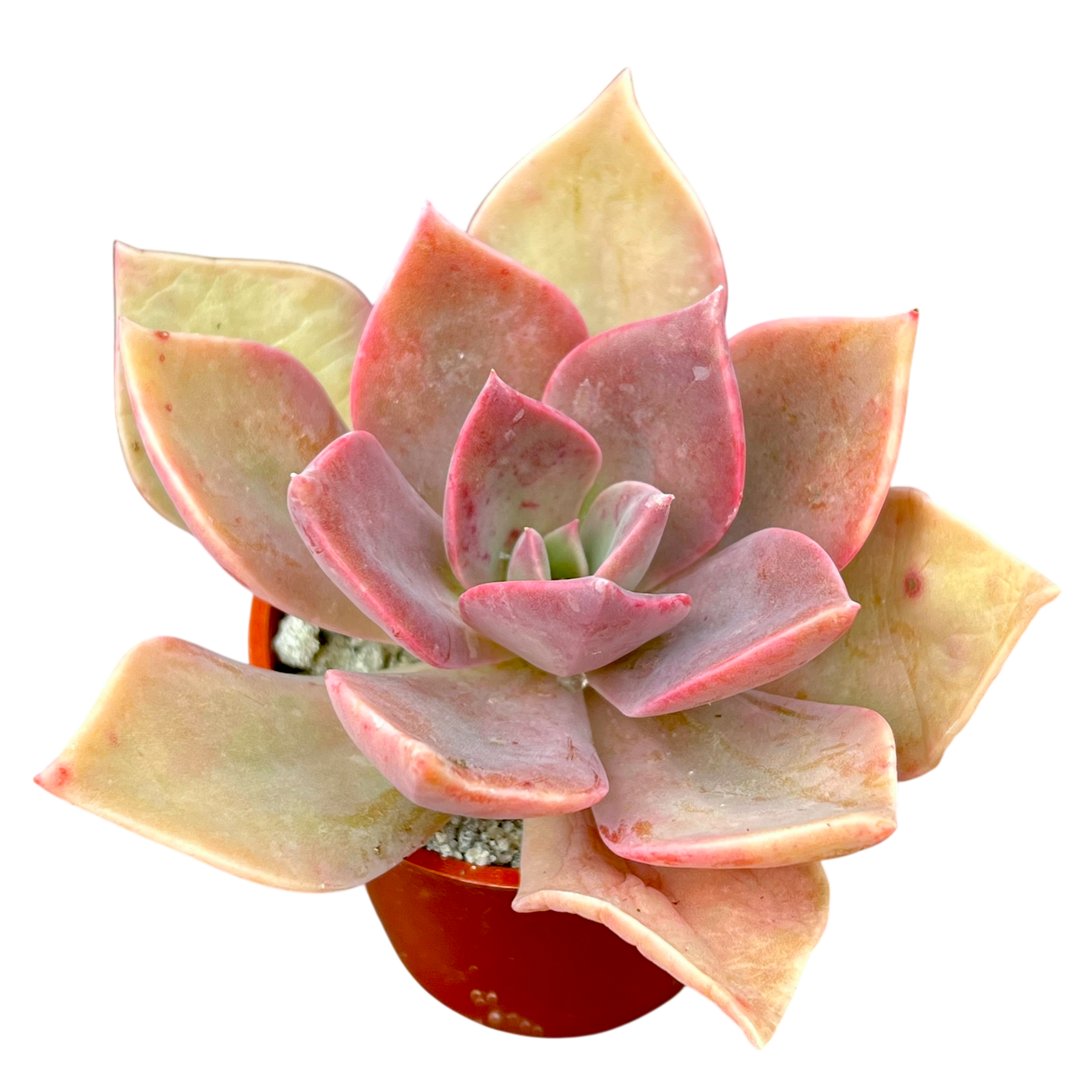 x Graptoveria 'Douglas Huth'