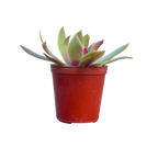 Crassula orbicularis var. rosularis