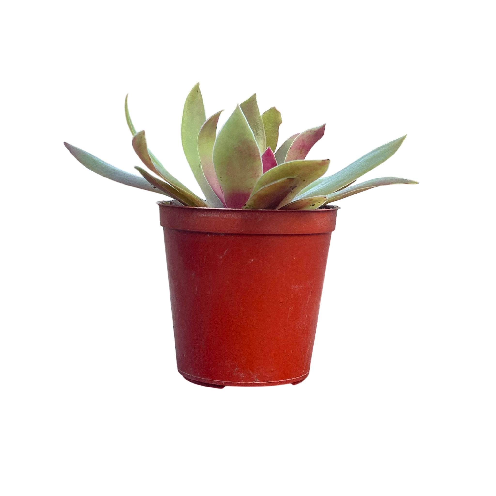 Crassula orbicularis var. rosularis