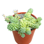 Sedum 'Silver Roses'