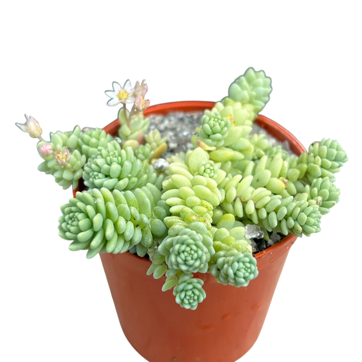 Sedum 'Silver Roses'