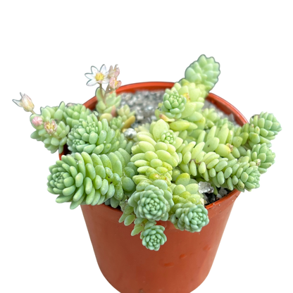 Sedum 'Silver Roses'