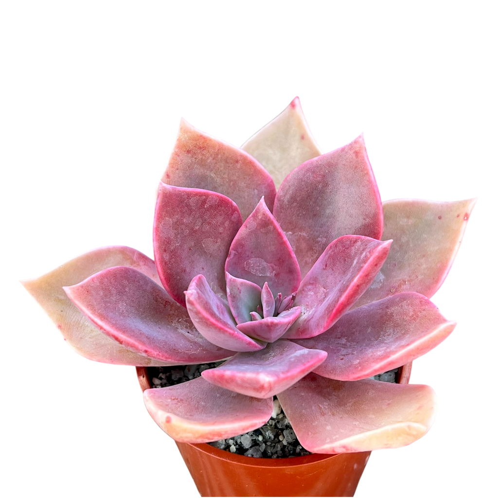 x Graptoveria 'Douglas Huth'