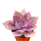 x Graptoveria 'Douglas Huth'